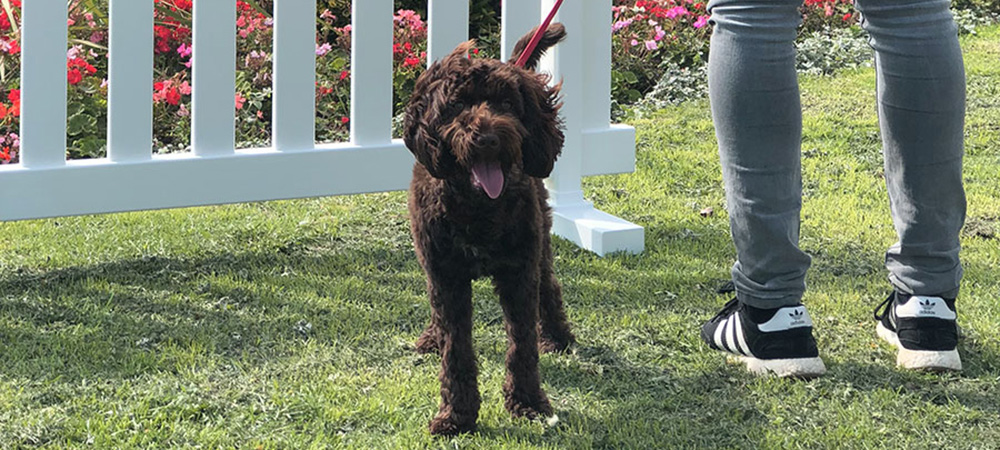 TEMPORARY FENCING FOR DOGS