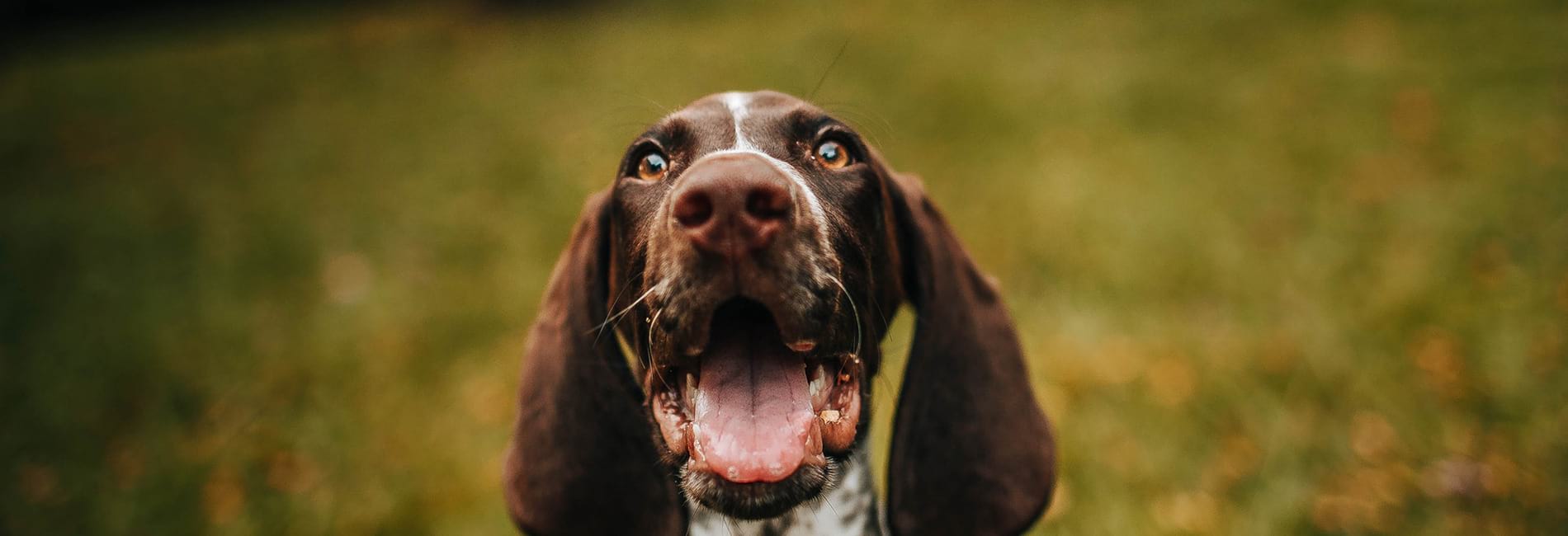 Temporary fencing for dogs