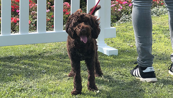 Temporary Fencing for Dogs